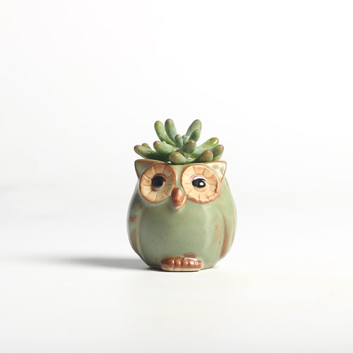 Solo Owl Mini Flower Pot