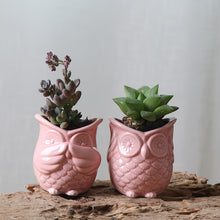 Load image into Gallery viewer, The 3 Wise Owl Mini Pots Set